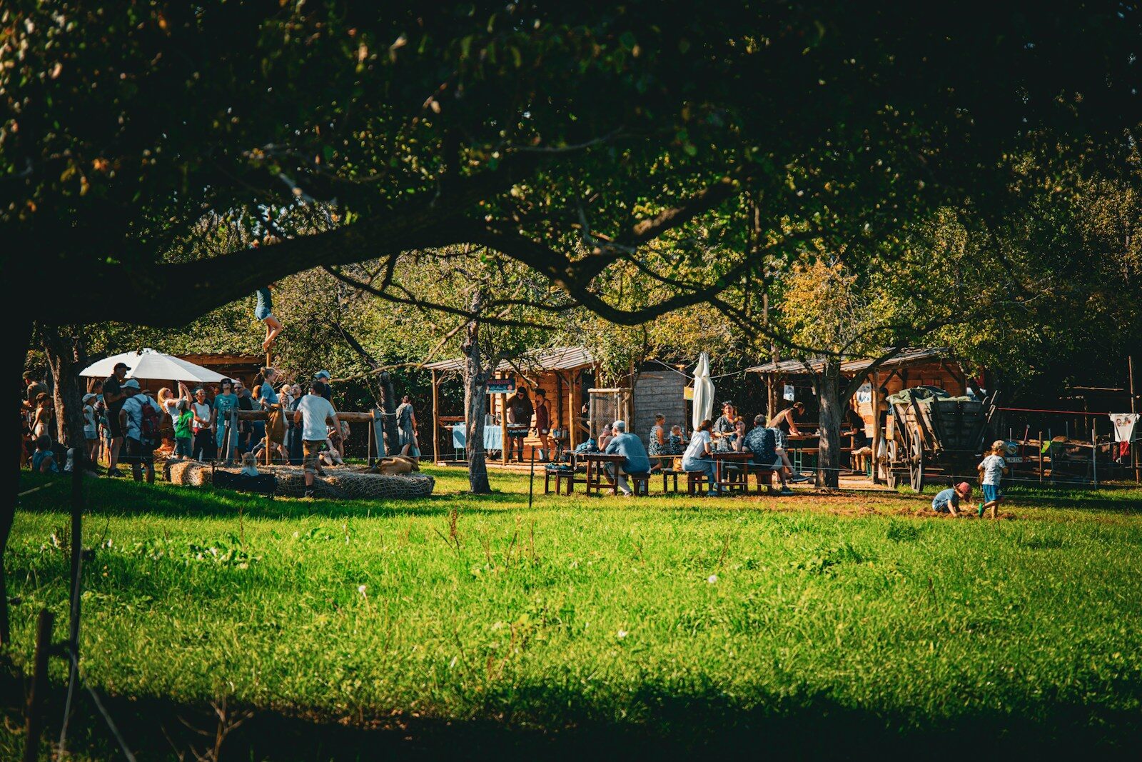 People gathered in a sunny park with trees and structures